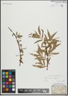 Foto von Salix alba L. x Salix fragilis L.